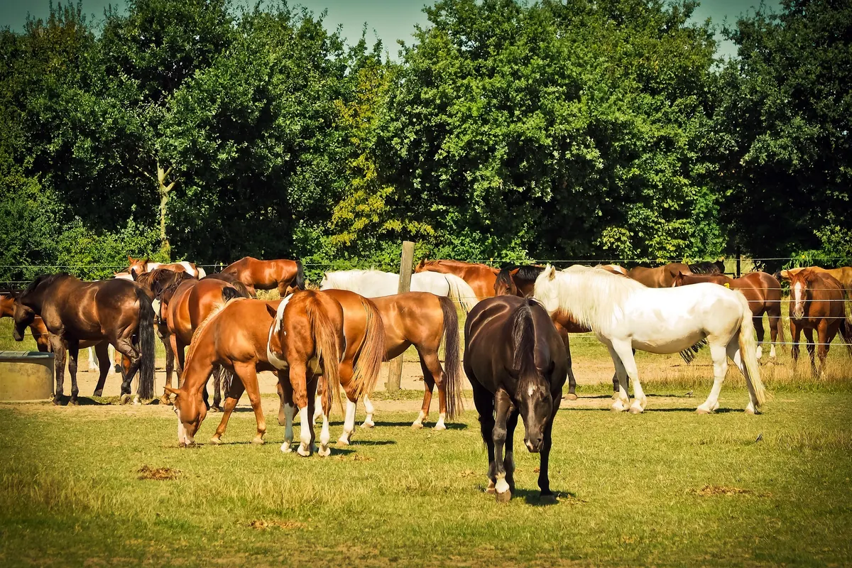 Reitbeteiligung für Caruso, zwei feste Tage in Potsdam